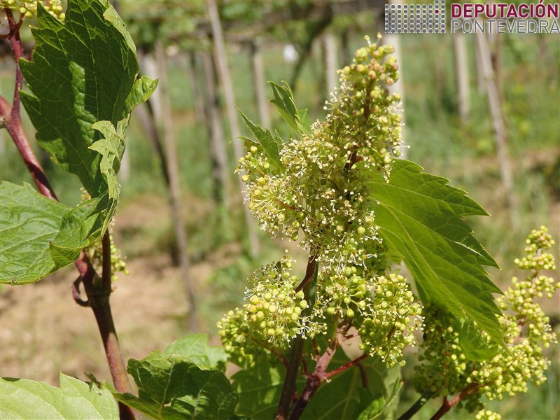 Vid - Grapevine - Vide >> Nas zonas mais calidas xa hai floracion nos bravos.jpg